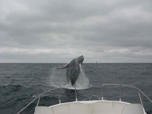 The "Money " Shot of Jumping Whale