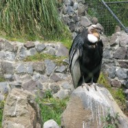 Andean Condors and More