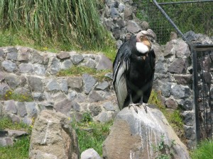 Andean Condor Perched on Rock