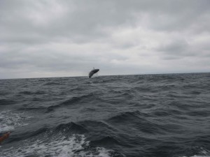 Distant Humpback Leaping